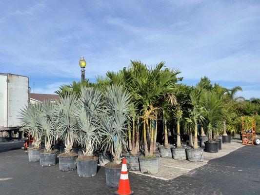 15 different varieties of palm trees