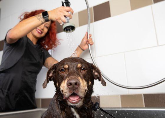 Conveniently book a bath for your dog while they're here for daycare or boarding. Plus, enjoy a complimentary bath when boarding 7+ days.