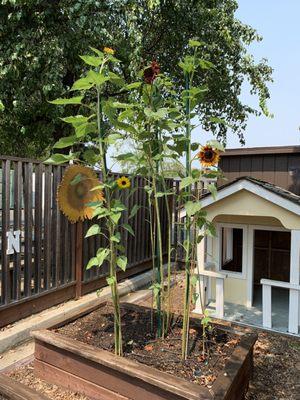 Giant sunflowers in our preschool garden.