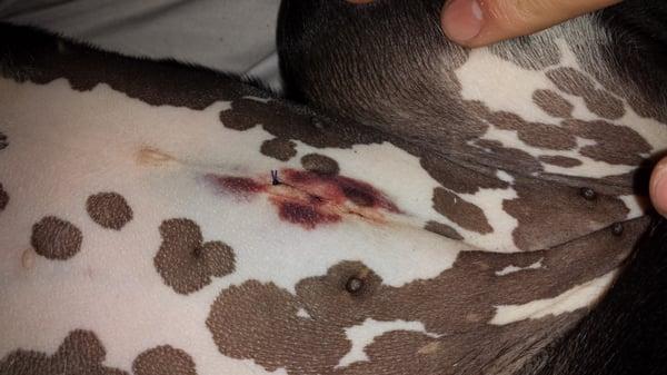 This is a photo of how her wound looks after spaying. Poor baby.