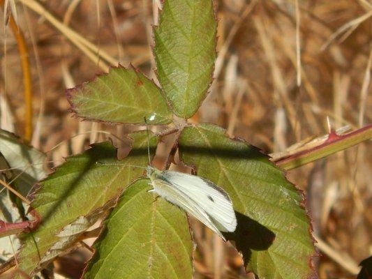 A white butterfly resting in the sunlight.