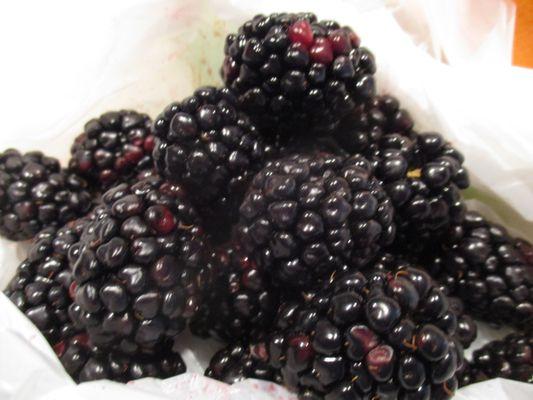 big blackberries