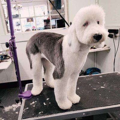 Henry the Sheepadoodle, groomed by Lorraine