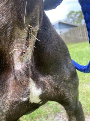 Neck wound. Another wound that shouldn't have been stitched closed.