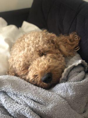 What he looked like pre-groom