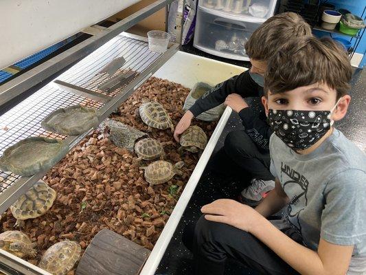 The boys with some tortoises.