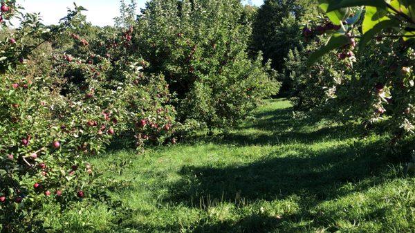 Brookfield Orchards