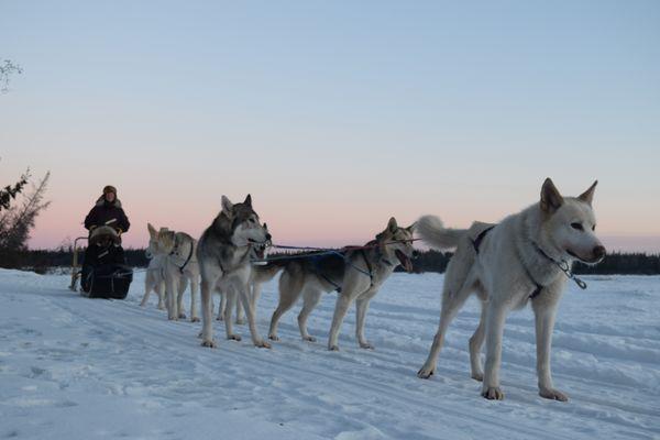 Mushing dogs on the Tanana River