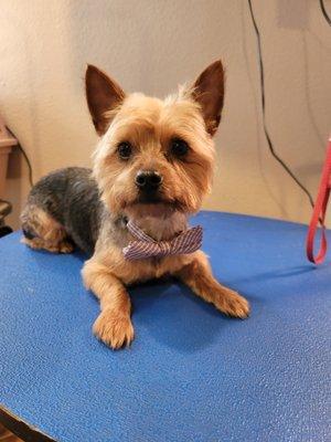 Pretty Yorkie