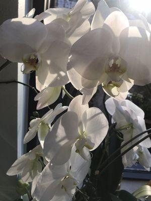 Orchid view from wonderful massage chair! Thuy (owner) has a variety of plants in her picture windows!