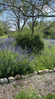 Love these lavender flowers.