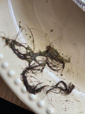 Hair that looks like it came from a drain...