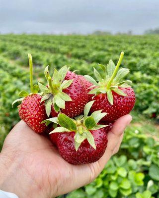 Strawberries