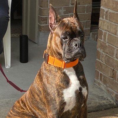 Mr. Elvis Presley - Brindle Boxer