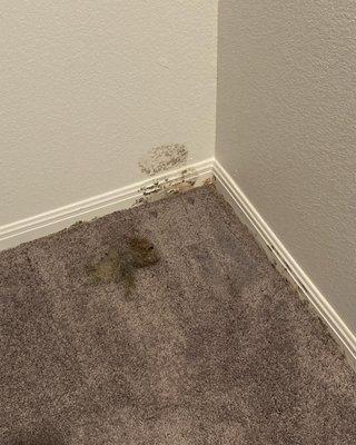 Mold in the closet. Didn't take a picture of the mold growing on personal item.