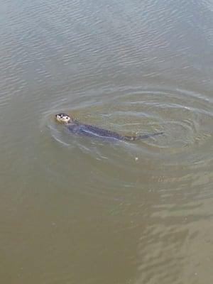 This River Otter was spotted on Ship Creek during a segway tour.