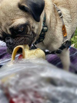 Eating a banana. 7/7/24