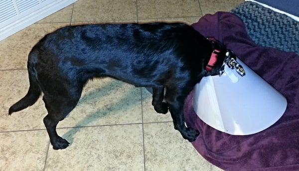 Bodhi doesn't quite understand how the cone of shame works.