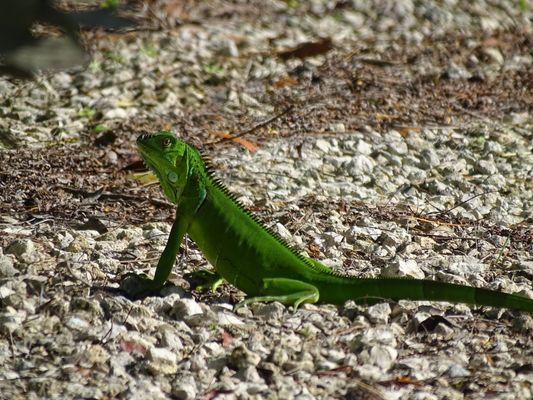 lizard in parking lot