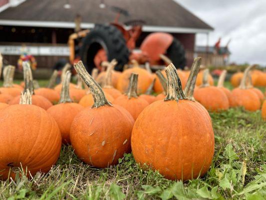 Westward Orchards