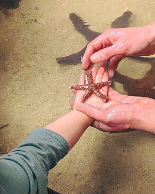 Tiny Tides Storytime touch tank experience.