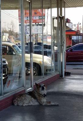 Loyal dog patiently waiting for BBQ.