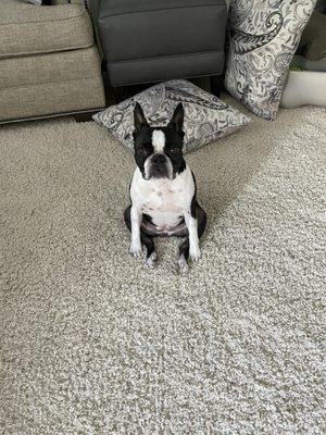 Ruby on my nice clean carpet!!