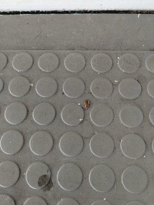 Cockroach on staircase to the office