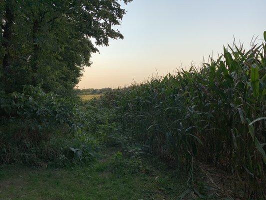 View into the cornfield behind the campground.