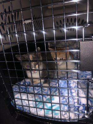 Spaying my foster kitties