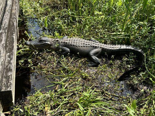 Alligator showing off