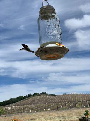 Hummingbird and his favorite empty feeder