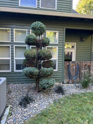 Trimming bushes