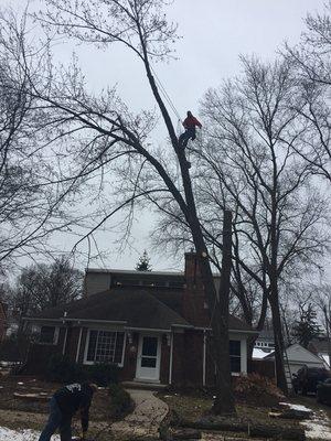 Maple removal Berkley Michigan