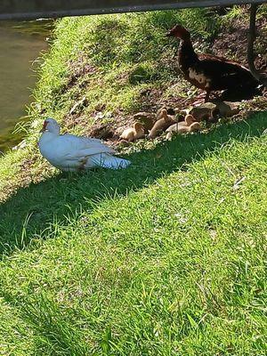 Geese family. Very friendly and you can buy food.