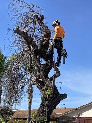 Green Leaf Tree Care