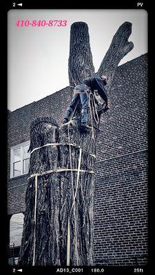 Tree Removal