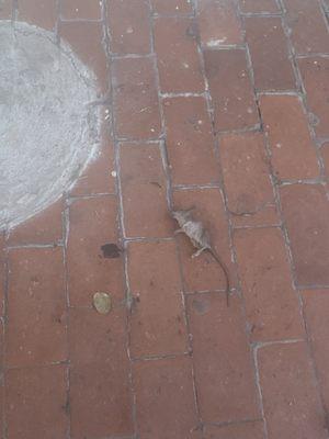 Mouse dead in the front entrance.. staff just walking by it ..