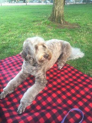 She comes home after a haircut looking very fluffy.