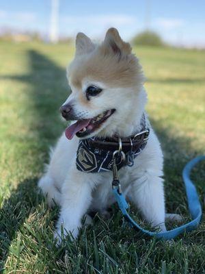 Max 16yr Pomeranian