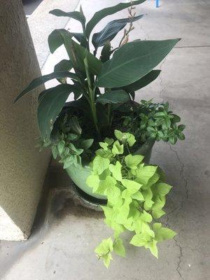 Ups mall planter ( planters not for sale