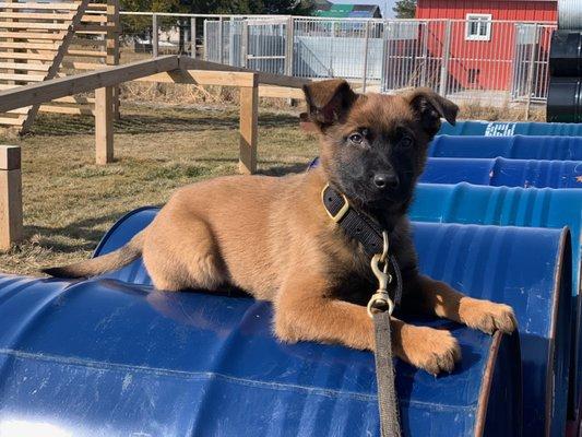 Belgian Malinois available.