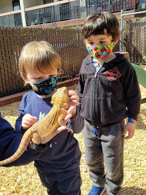 Checking out Ms.Trish's bearded dragon Peanut for Pet week