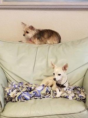 Small dog boarding customers relaxing in our pet friendly living room