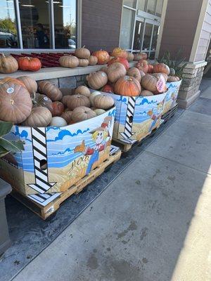 Pumpkins galore....