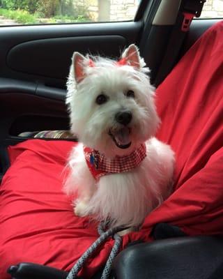 Maisey after grooming. She's a happy customer!