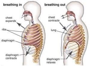 Get the inside scoop on how important BREATHING is for weight lifting and all other movements.