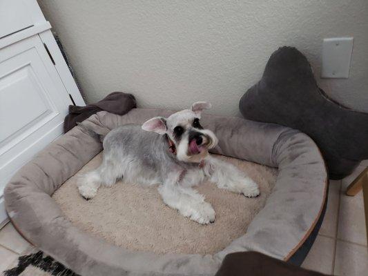 Cinder is ready to show off her gorgeous coat after a grooming at Whitney's Dog Spa.