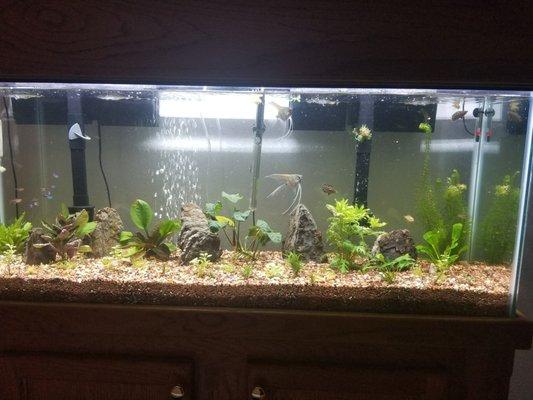 Plants, rocks, and fish from CAUSEWAY PETS.