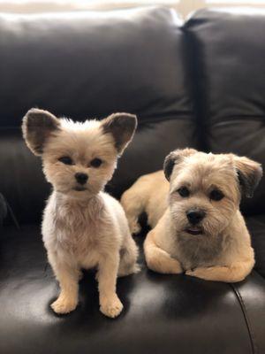 a few days after their hair cut.